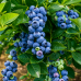 Американска боровинка сорт BlueGold