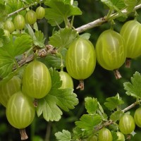 Цариградско грозде сорт Инвикта