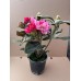 Rhododendron (Y) 'Kalinka'