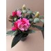 Rhododendron (Y) 'Kalinka'