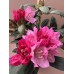 Rhododendron (Y) 'Kalinka'