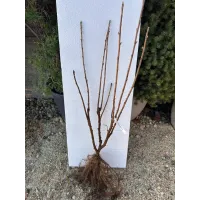 Касис сорт Титания (Ribes nigrum 'Titania') гол корен