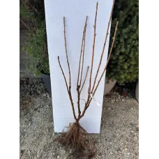 Касис сорт Титания (Ribes nigrum 'Titania') гол корен Касис сорт Титания (Ribes nigrum 'Titania') гол корен