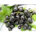 Касис сорт Титания (Ribes nigrum 'Titania') гол корен Касис сорт Титания (Ribes nigrum 'Titania') гол корен