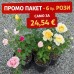 Промо Пакет - 6 бр Храстовидни РОЗИ