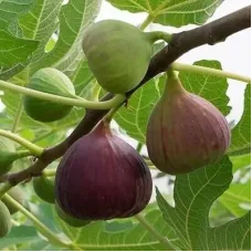 Разсад Смокиня Vasillika