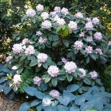 Rhododendron 'Gomer Waterer'