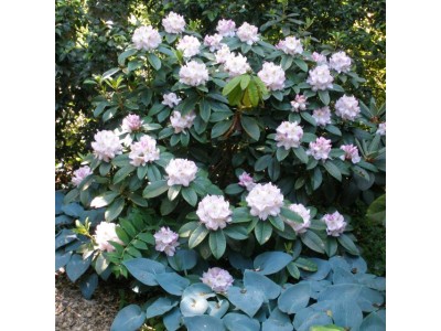 Rhododendron 'Gomer Waterer'