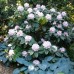 Rhododendron 'Gomer Waterer'
