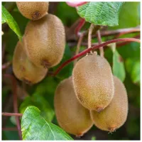 Киви сорт Boskoop