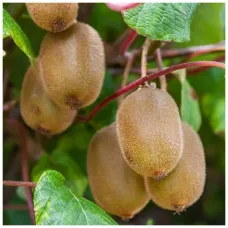 Киви сорт Boskoop