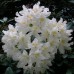 Rhododendron 'Cunningham's White'