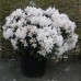 Rhododendron 'Cunningham's White'