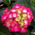 Хортензия macrophylla Хортензия macrophylla
