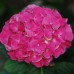 Хортензия macrophylla Хортензия macrophylla