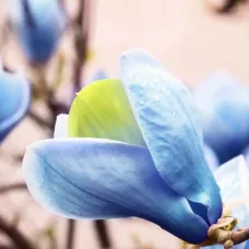 Магнолия Blue Opal