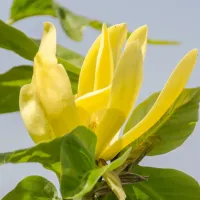 Магнолия Daphne