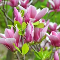 Магнолия George Henry Kern