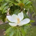 Магнолия Grandiflora Магнолия Grandiflora