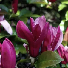 Магнолия сорт Liliiflora Nigra