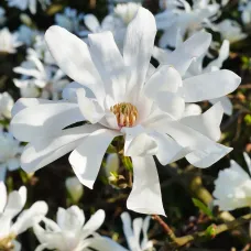 Магнолия Stellata