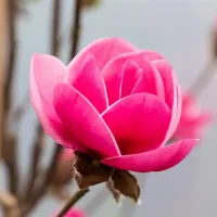 Магнолия Watermelon