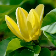 Магнолия Yellow Bird Магнолия Yellow Bird