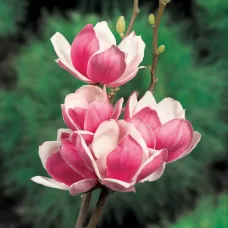 Магнолия Soulangeana 'Satisfaction' Магнолия Soulangeana 'Satisfaction'