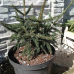 Picea orientalis 
