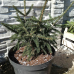 Picea orientalis 