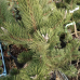 Pinus nigra 'Oregon Green' Pinus nigra 'Oregon Green'