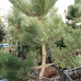 Pinus nigra 'Oregon Green' Pinus nigra 'Oregon Green'