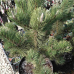 Pinus nigra 'Oregon Green' Pinus nigra 'Oregon Green'