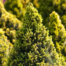 Picea pungens 'Sun on the Sky'®