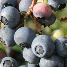 Американска боровинка сорт 'Flamingo'®