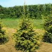 Picea orientalis 