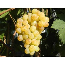 Лоза сорт Кондарев 6 