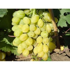 Лоза Сорт Лоза Сорт