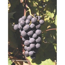 Лоза сорт Алфонс Лавале