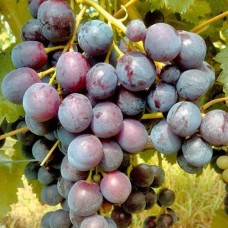 Лоза сорт Лоза сорт