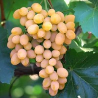 Лоза сорт Данута 