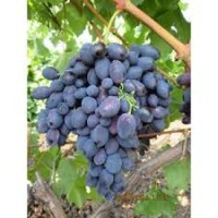 Лоза  сорт Плевенски Колорит