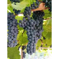 Кайлъшки рубин