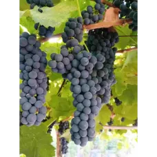 Кайлъшки рубин