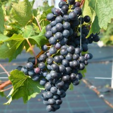 Лоза сорт Лоза сорт