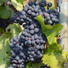 Лоза сорт Адел Майн