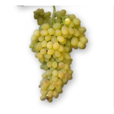 Лоза сорт Хибрид 6-4 