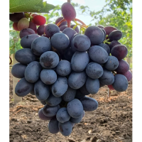 Лоза сорт Тангра 