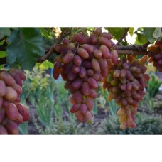 Лоза сорт Преображение 