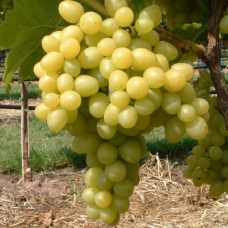 Лоза сорт Лоза сорт